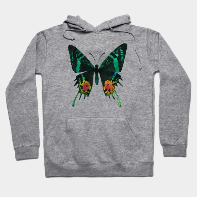 Madagascan Sunset Moth Watercolor Illustration Hoodie by Danica Templeton Art